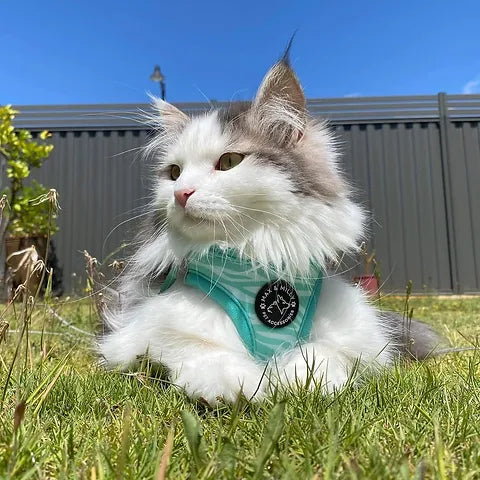 Safari step-in Harness